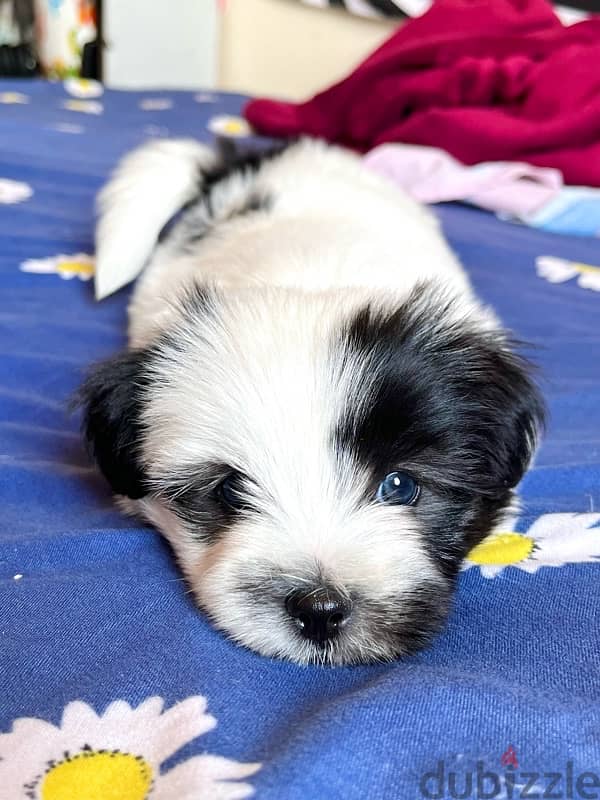 mini havanese 3