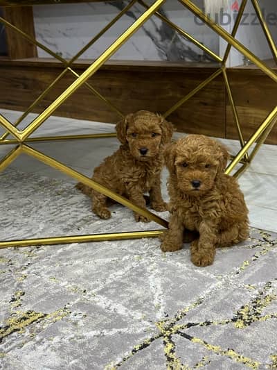 poodle toypoodle بودل توي بودل تويبودل