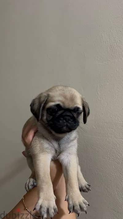 pug