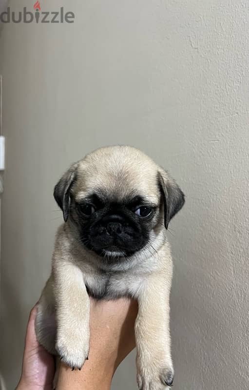 pug جراوي بج 1