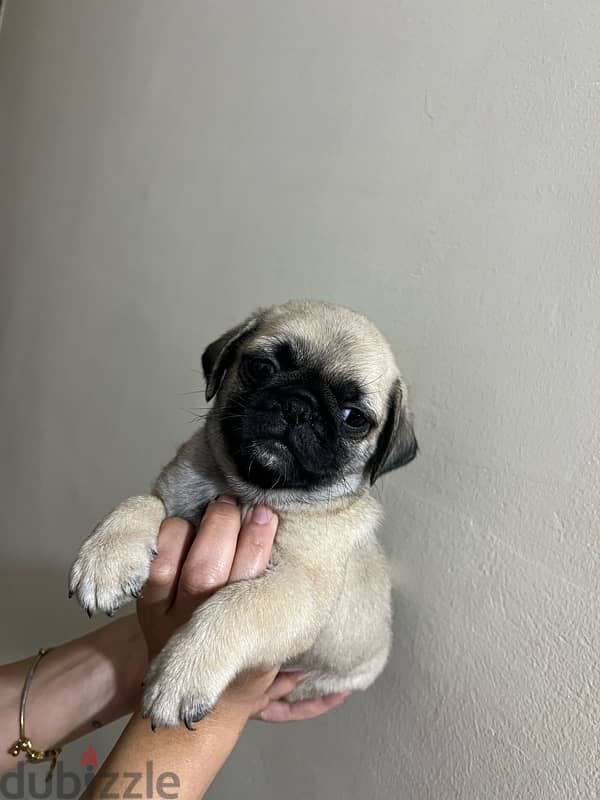 pug جراوي بج 2