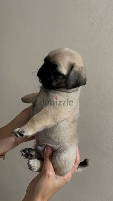 pug جراوي بج 3