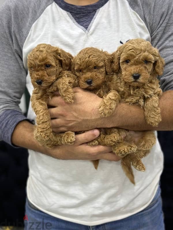 toy poodle 4