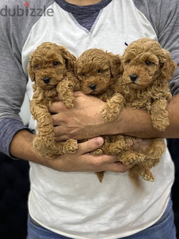 toy poodle 5