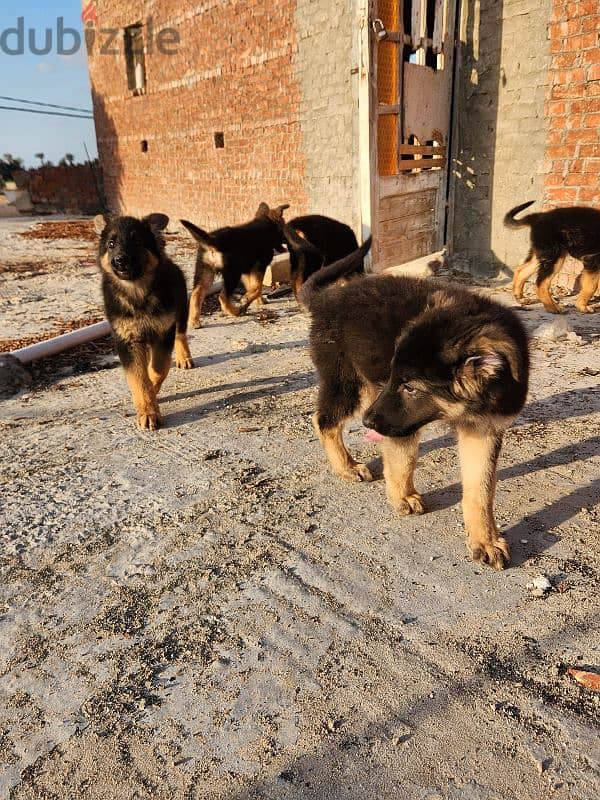 German Shepherd work line 4