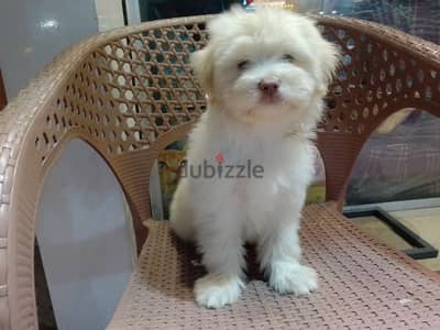 havanese puppy 70 day's (هافنيز بابي 70 يوم )