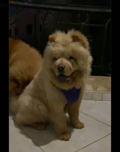 chow chow تشاو تشاو