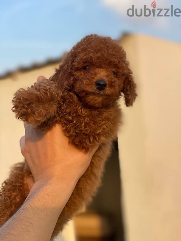 toy poodle  توى بودل 0