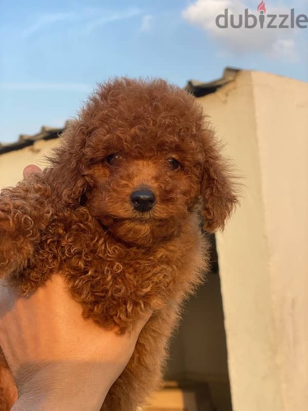 toy poodle  توى بودل 1