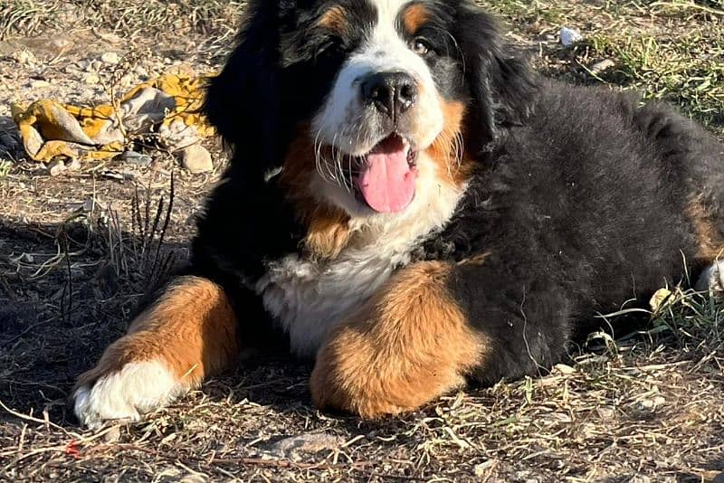 amazing Bernese mountain dog puppies from Russia 0