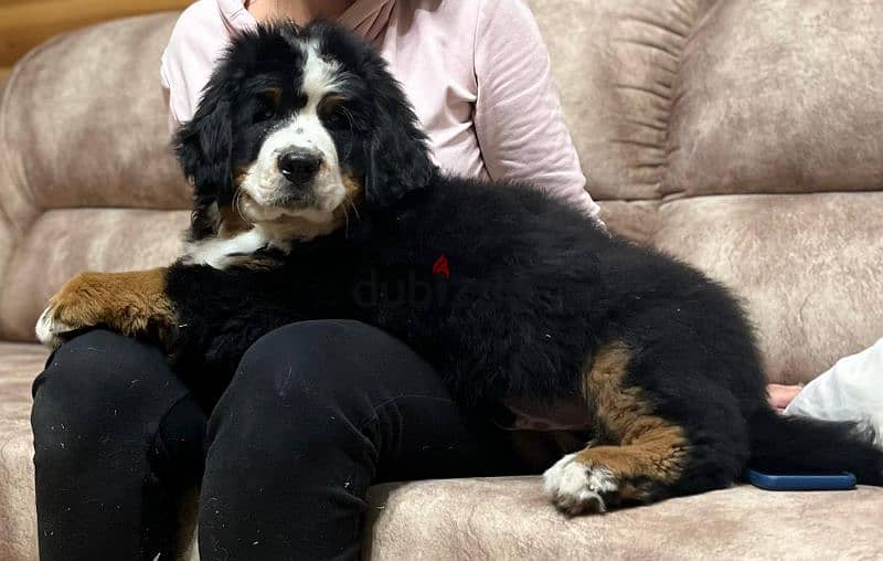 amazing Bernese mountain dog puppies from Russia 1