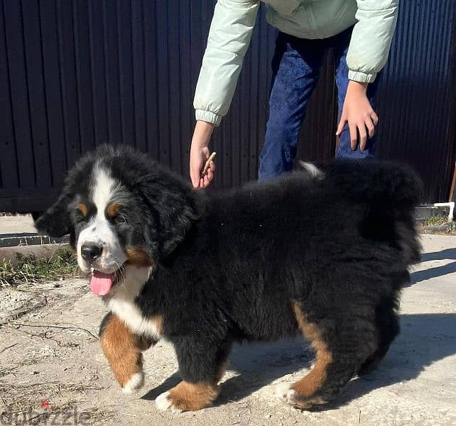 amazing Bernese mountain dog puppies from Russia 2