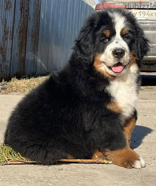 amazing Bernese mountain dog puppies from Russia 3