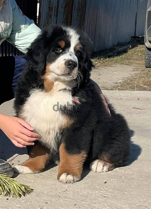 amazing Bernese mountain dog puppies from Russia 4