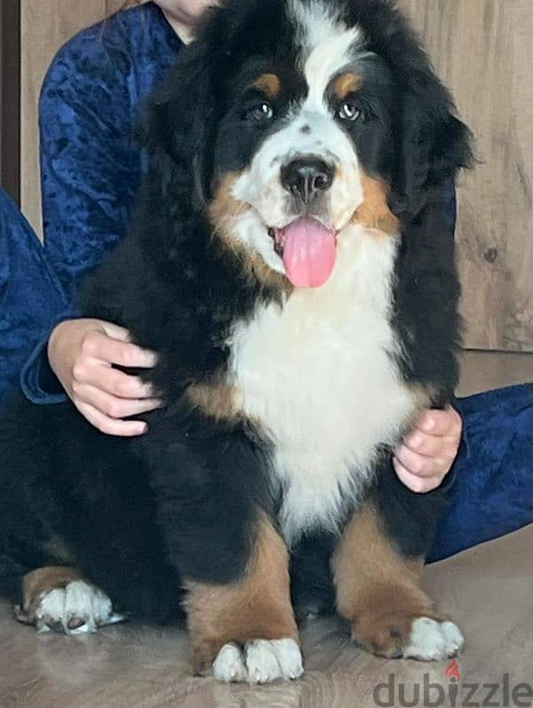 amazing Bernese mountain dog puppies from Russia 5