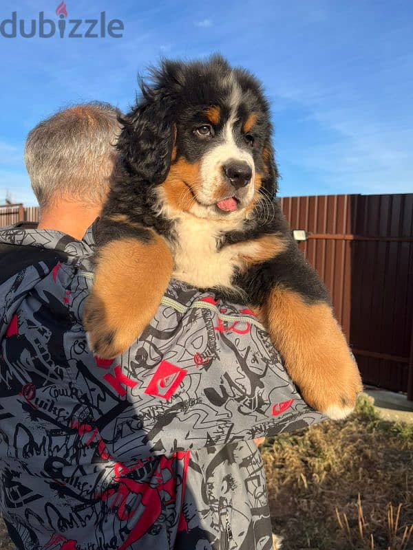 amazing Bernese mountain dog puppies from Russia 6