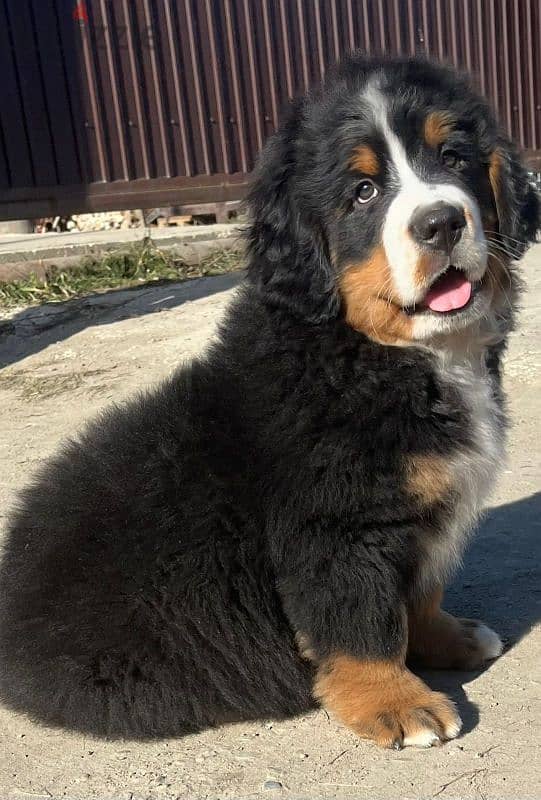 amazing Bernese mountain dog puppies from Russia 7