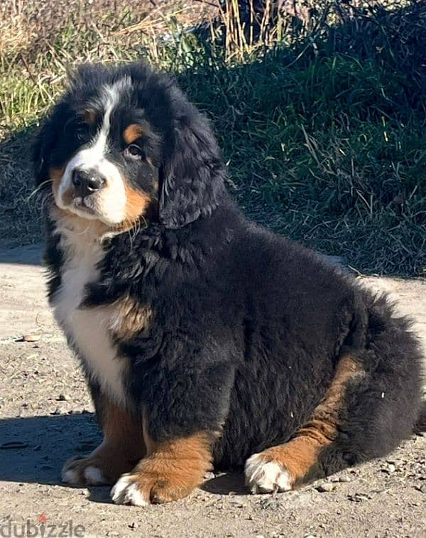 amazing Bernese mountain dog puppies from Russia 8