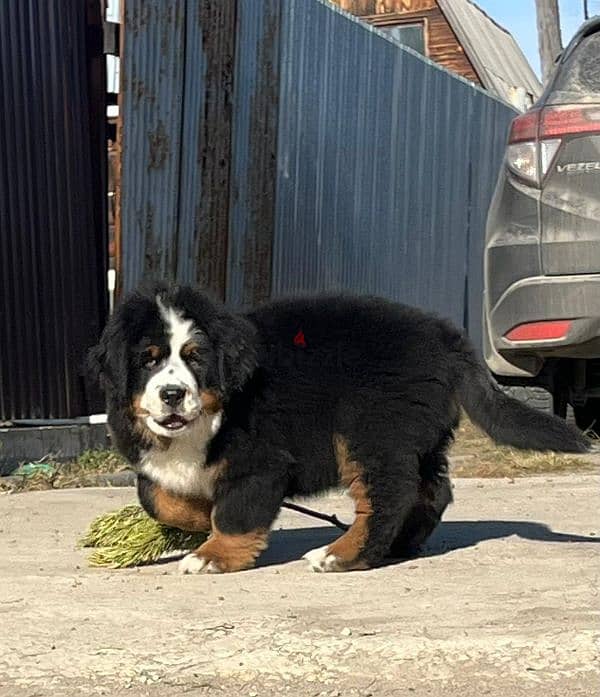 amazing Bernese mountain dog puppies from Russia 9