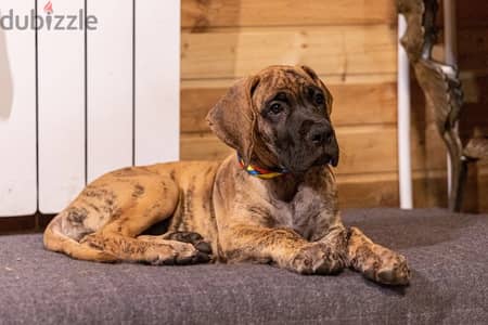 Spirit kotlis alfa-romeo kennel offers  puppy great Dane from Russia