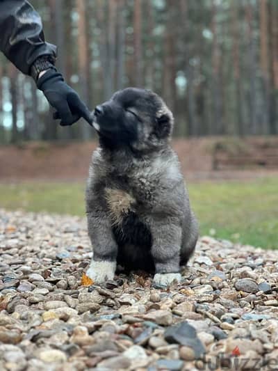 Caucasian shepherd puppies males from Russia