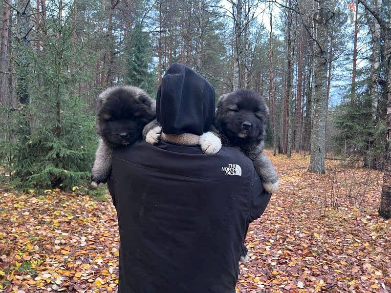 Caucasian shepherd puppies males from Russia 1