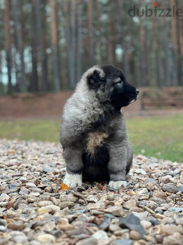 Caucasian shepherd puppies males from Russia 2