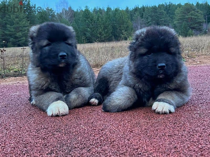 Caucasian shepherd puppies males from Russia 3