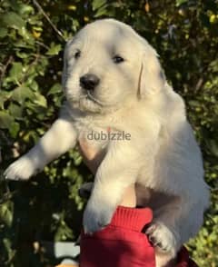 Golden retriever puppy boy from Russia 0