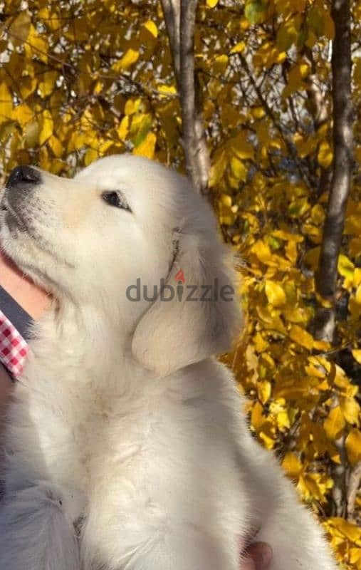 Golden retriever puppy boy from Russia 1