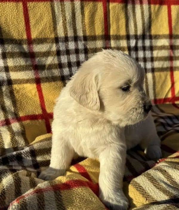 Golden retriever puppy boy from Russia 3