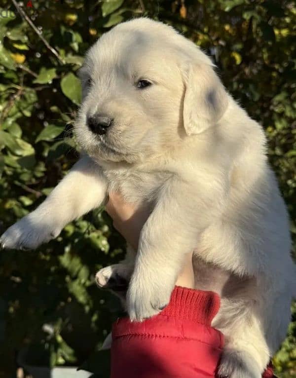 Golden retriever puppy boy from Russia 4