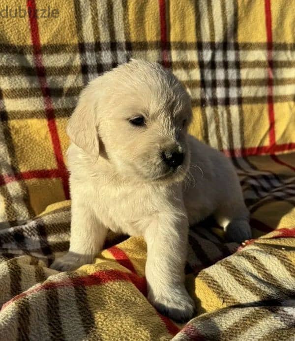 Golden retriever puppy boy from Russia 6