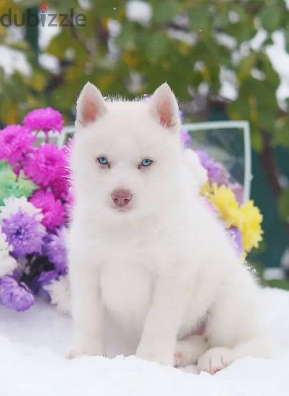 A beautiful husky girl from Russia 0