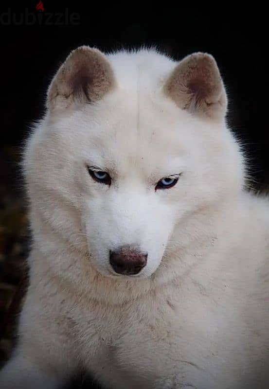 A beautiful husky girl from Russia 1