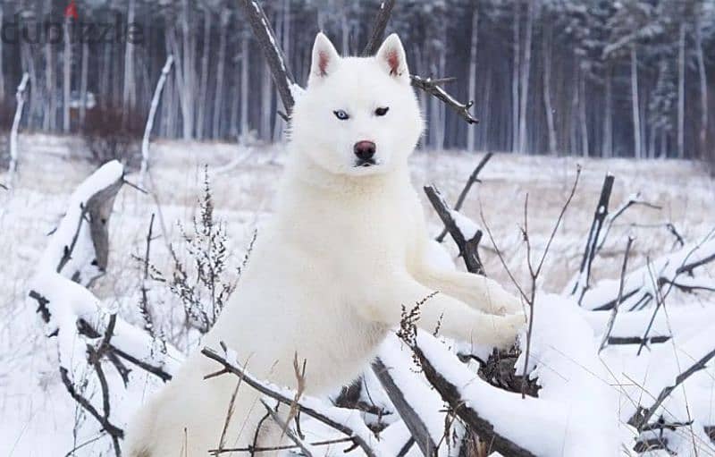 A beautiful husky girl from Russia 2