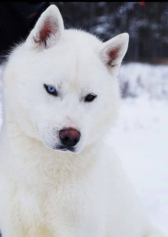 A beautiful husky girl from Russia 3