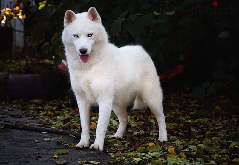 A beautiful husky girl from Russia 4