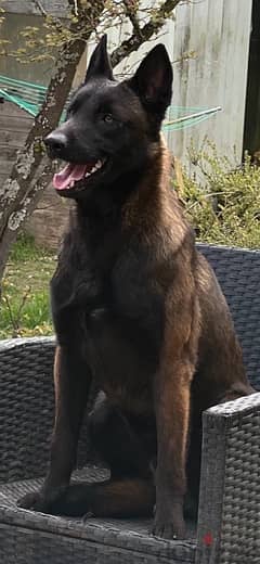 Malinois  مالينوي 0