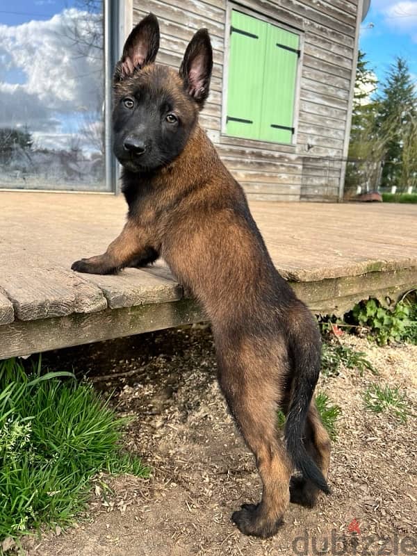 Malinois  مالينوي 3