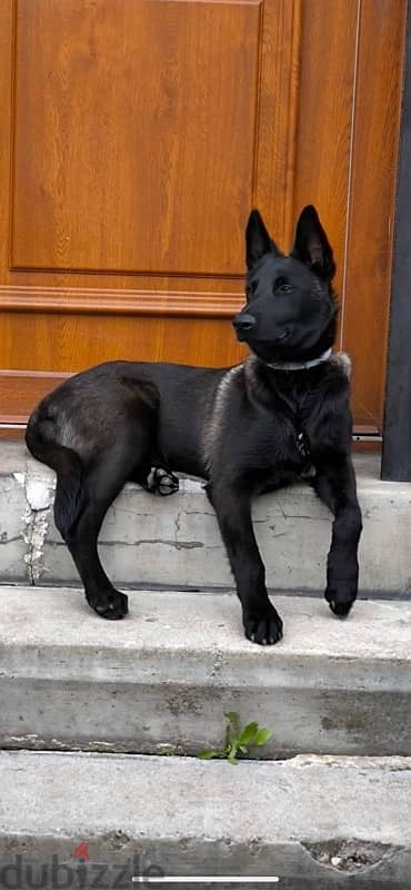 Malinois  مالينوي 7