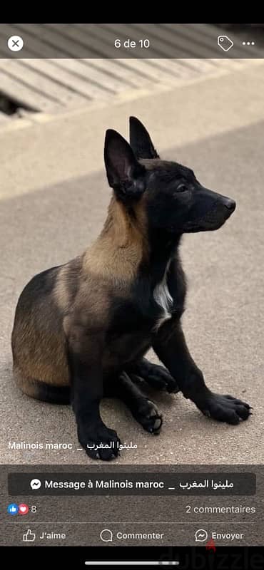 Malinois  مالينوي 11