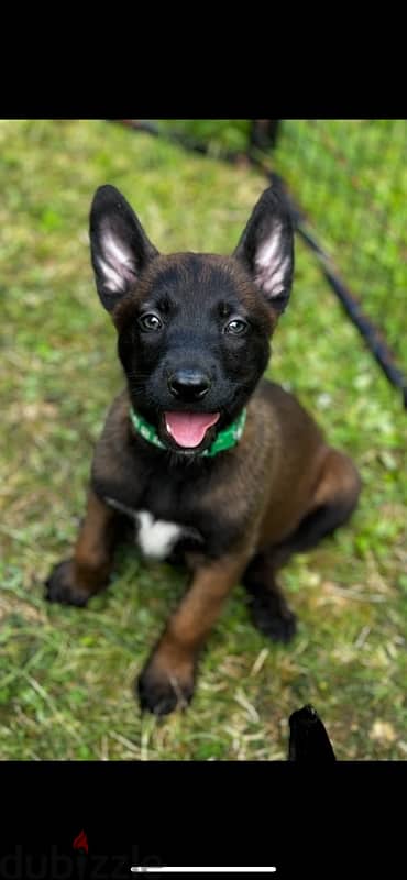 Malinois  مالينوي 12