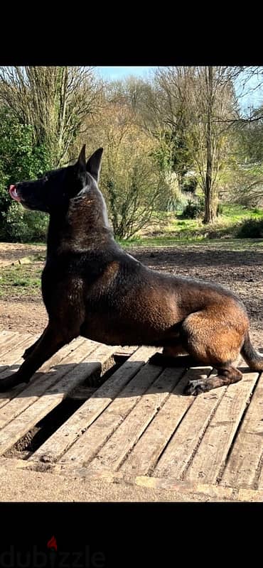 Malinois  مالينوي 13