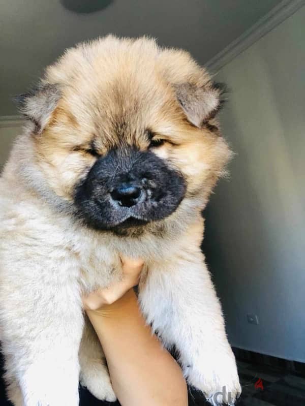 Chow Chow puppy 2