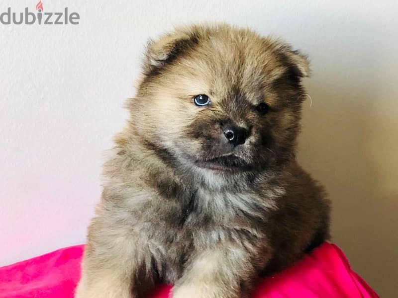 Chow Chow puppy 3