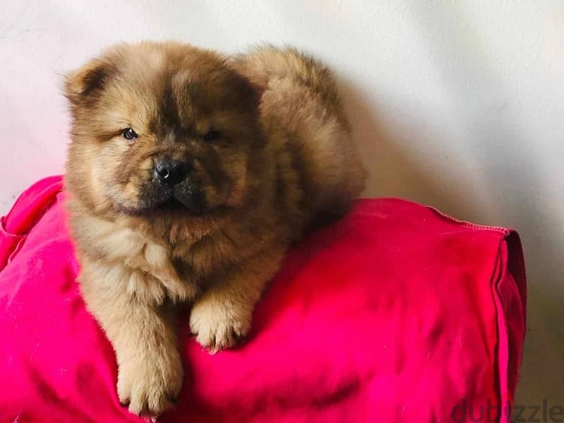 Chow Chow puppy 4