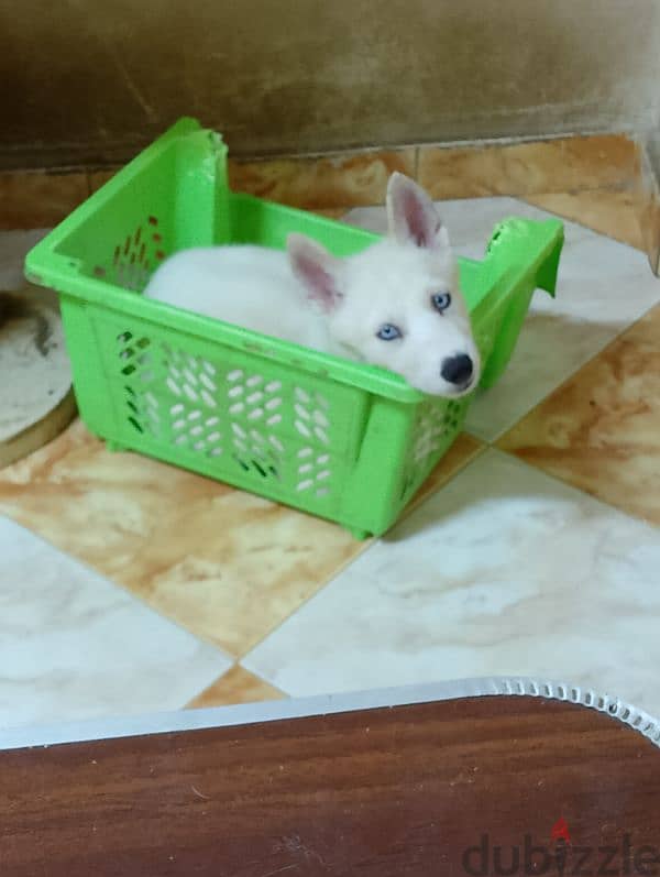 husky white  نتاي وايت هاسكي عيون زرقاء عمرها شهرين 0