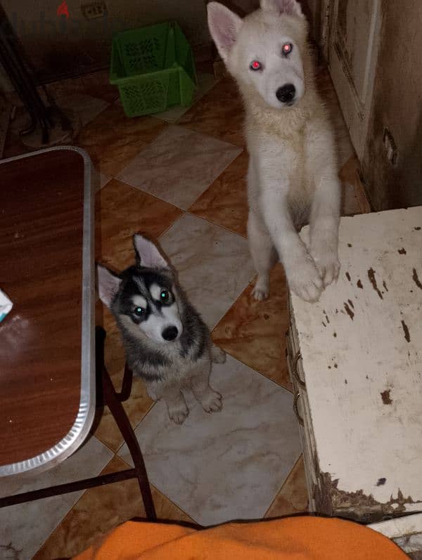 husky white  نتاي وايت هاسكي عيون زرقاء عمرها شهرين 1