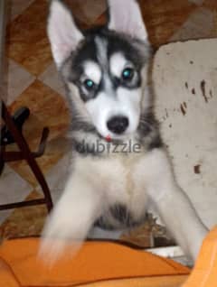 husky seberian  سيبيريان هاسكي دكر عمره شهرين عيون عسلي 0